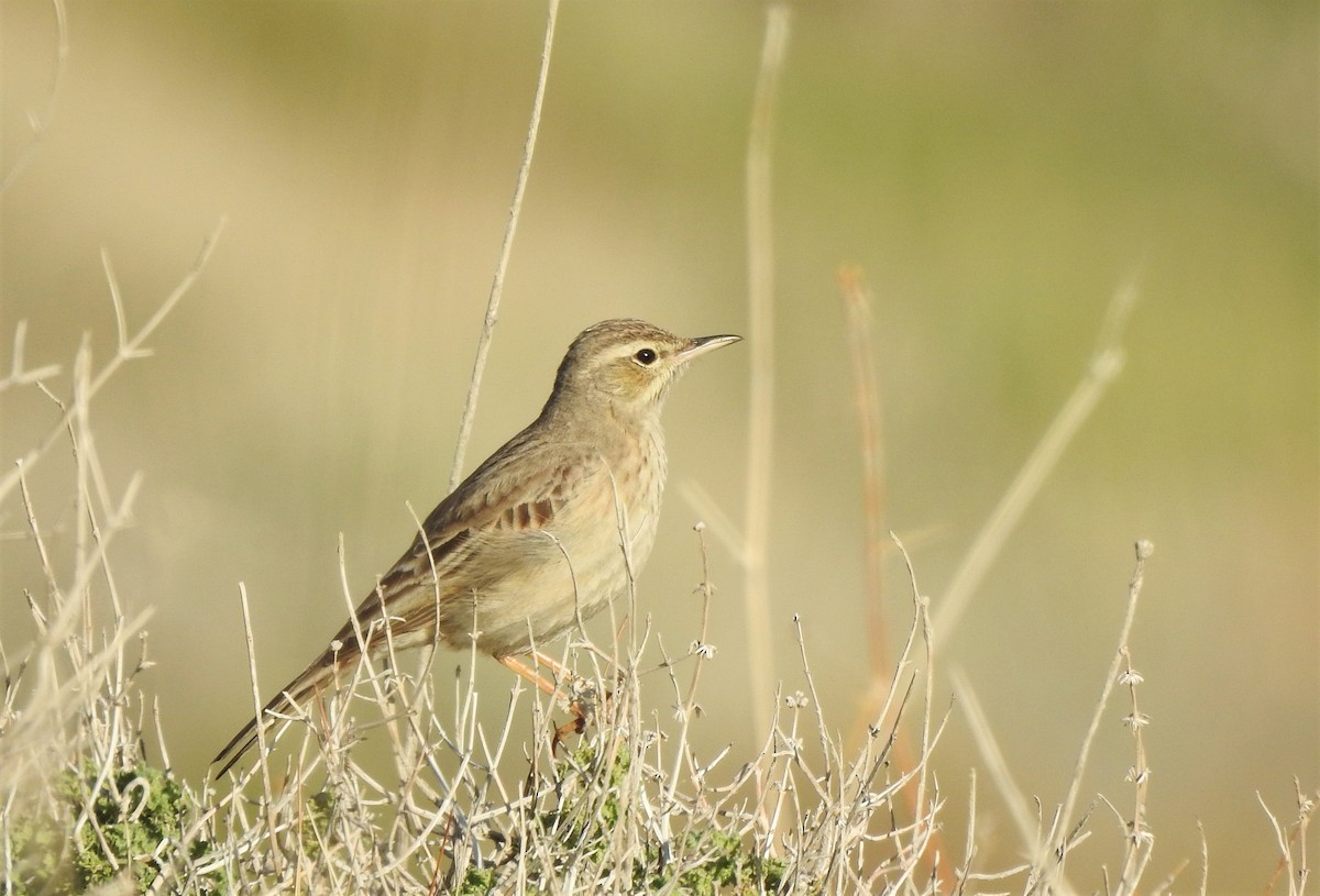 Pipit à long bec (captus) - ML539732921