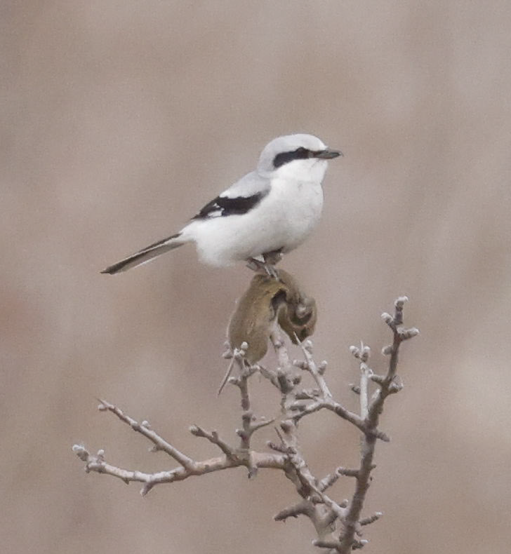 Great Gray Shrike - ML539734411