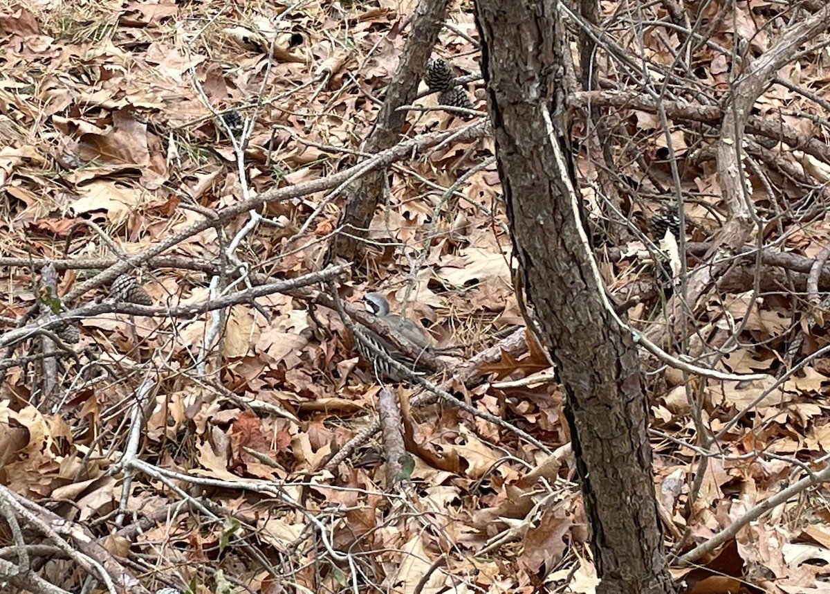 Хахилаг - ML539734691