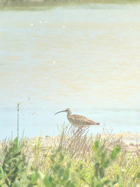 Hudsonian Whimbrel - ML539739261