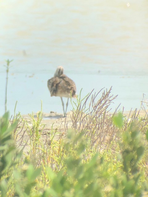 Hudsonian Whimbrel - ML539739311