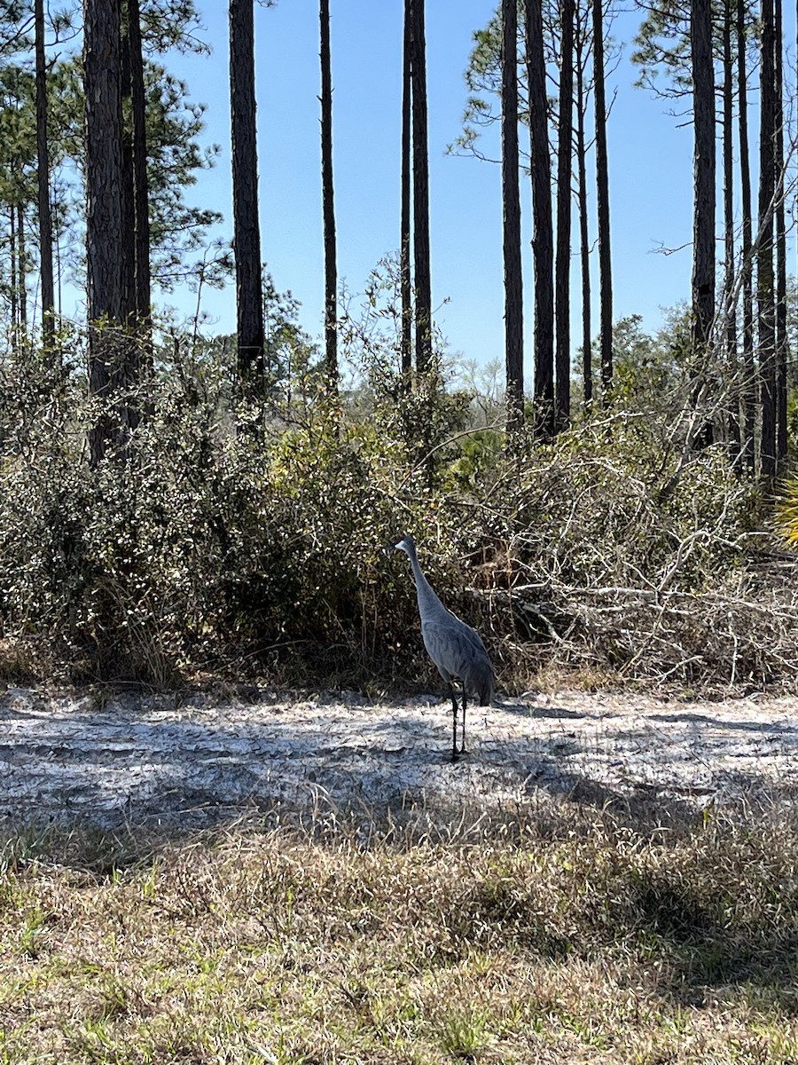 Sandhill Crane - ML539739671