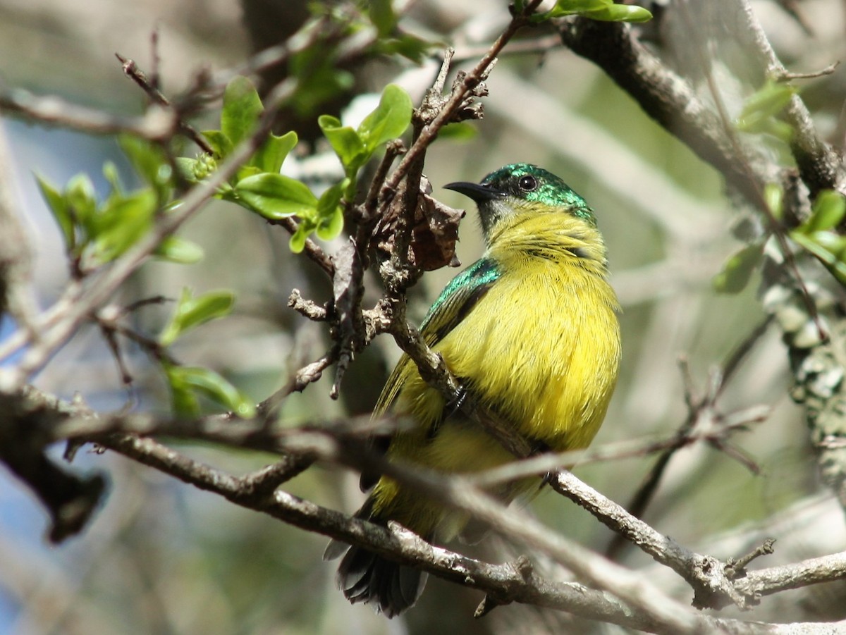 Collared Sunbird - ML539739801