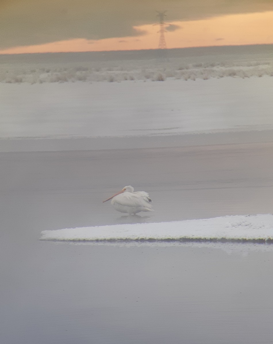 American White Pelican - ML539740381