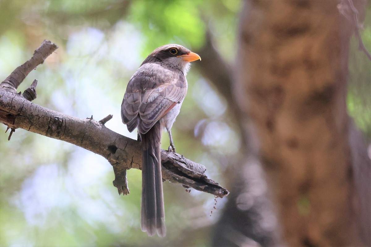 Yellow-billed Shrike - Franck Ottaviani