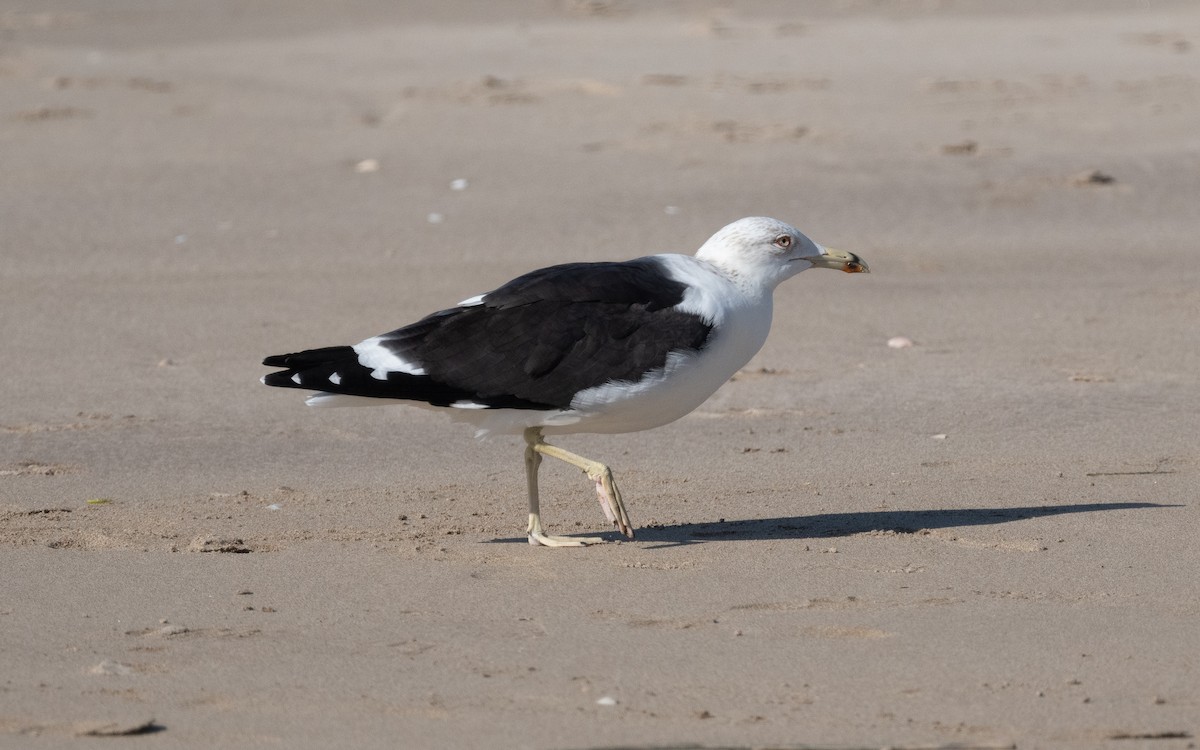 Lesser Black-backed Gull (fuscus) - ML539741591