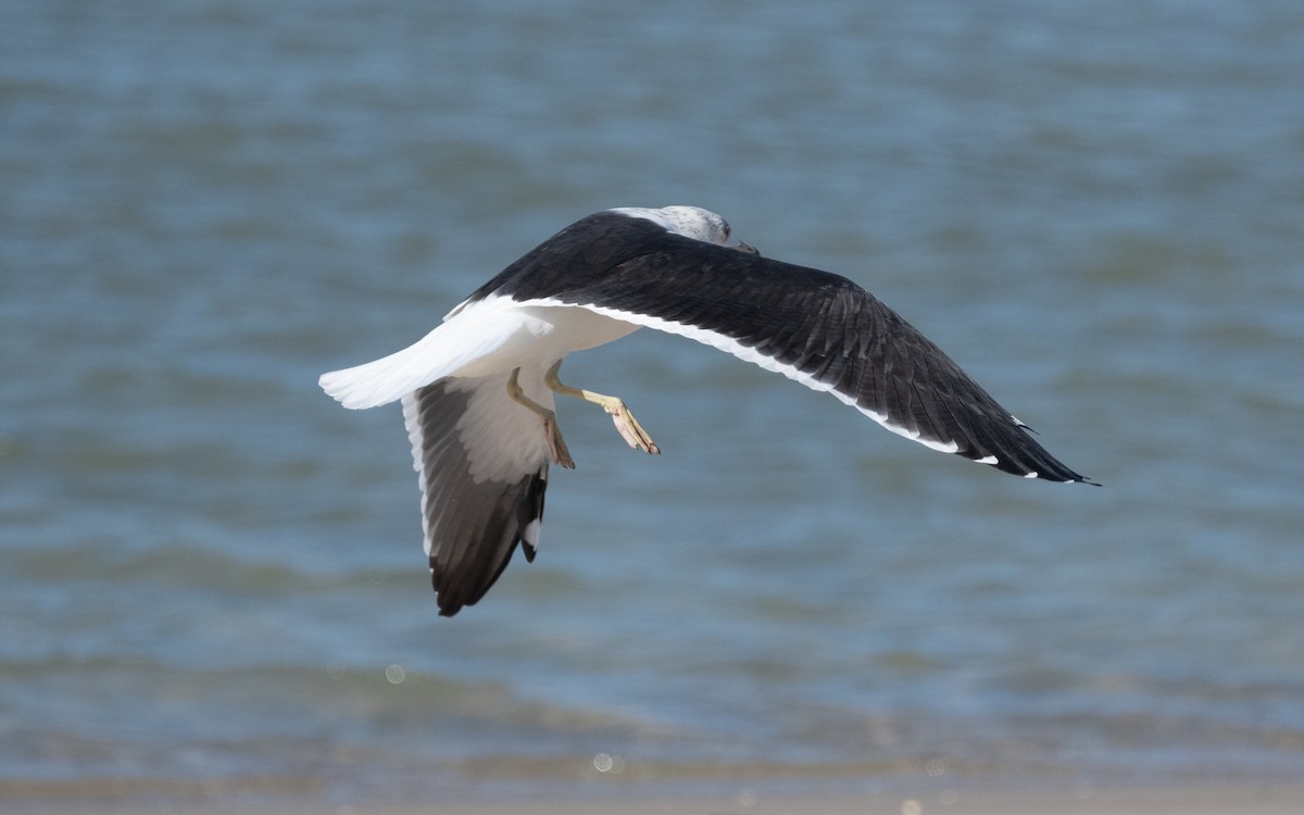 Lesser Black-backed Gull (fuscus) - ML539741601