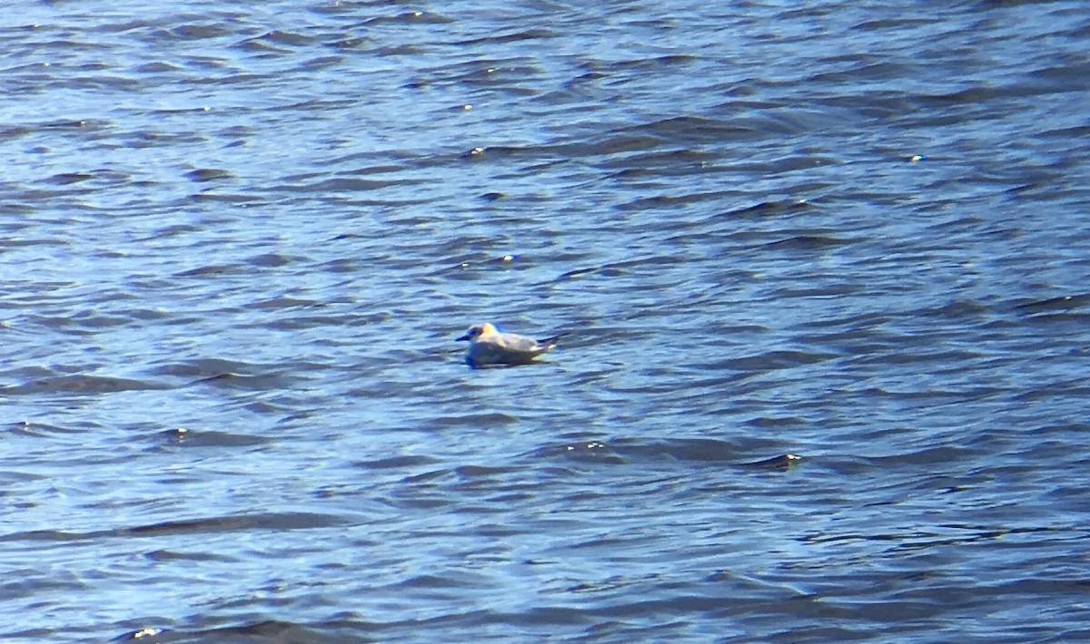 Mouette de Bonaparte - ML53974171