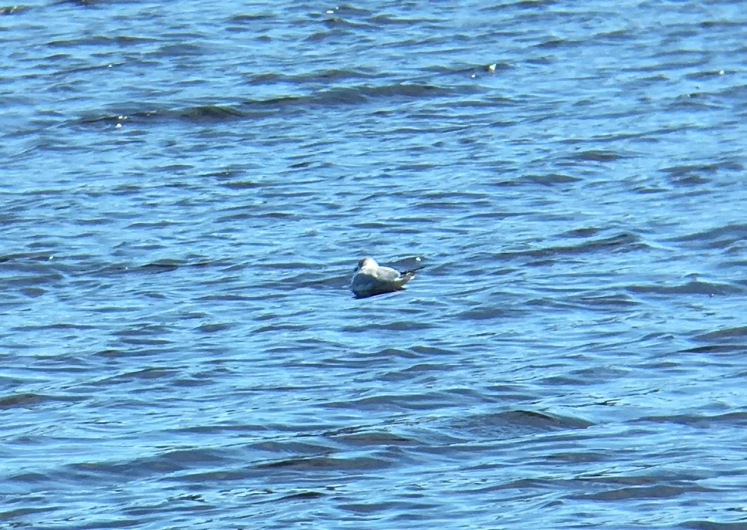 Mouette de Bonaparte - ML53974191