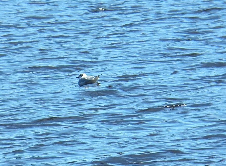 Bonaparte's Gull - ML53974201