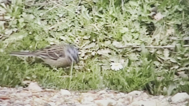 Rock Bunting - ML539743581