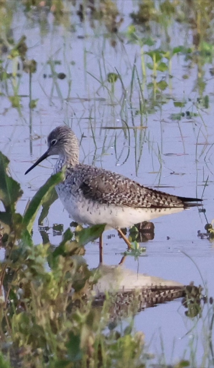 Lesser Yellowlegs - ML539743611