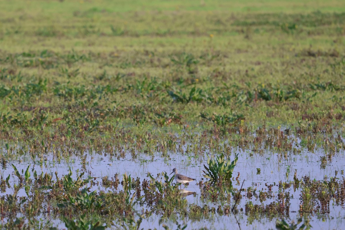 Lesser Yellowlegs - ML539743621