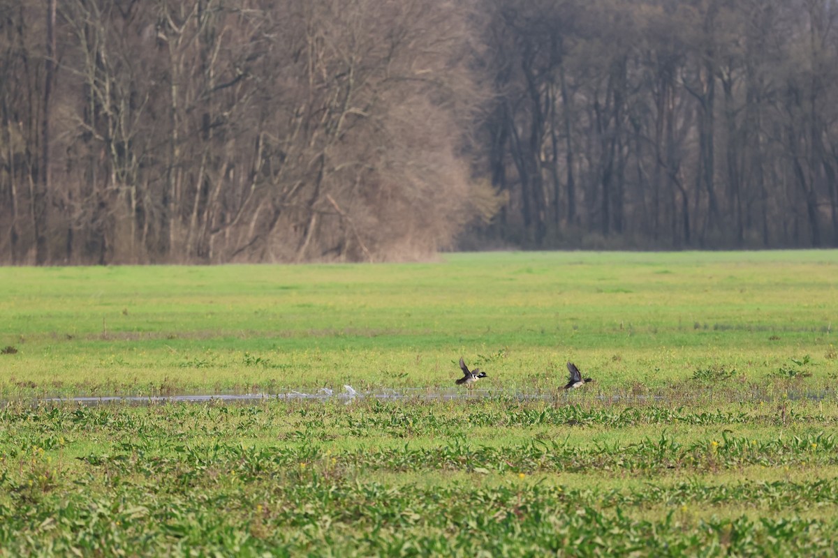 Hooded Merganser - ML539743791