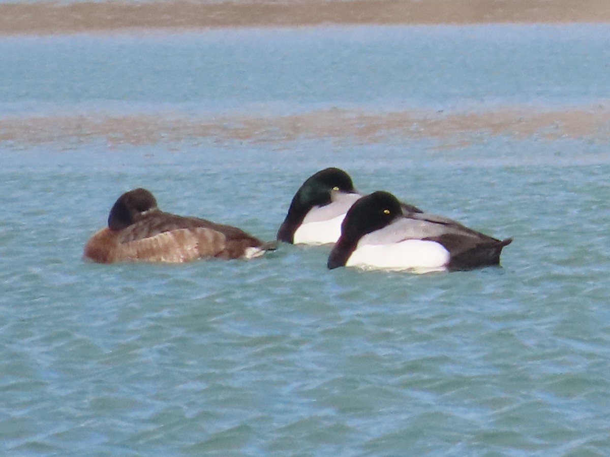 Greater Scaup - ML539744001