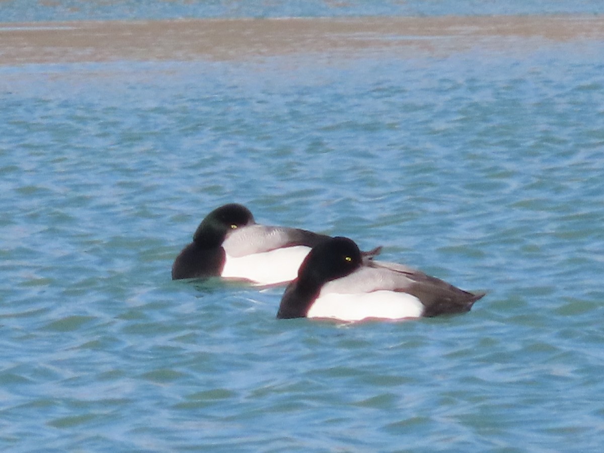 Greater Scaup - ML539744011