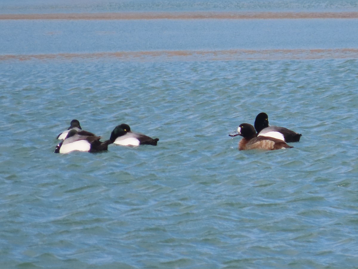 Greater Scaup - ML539744021