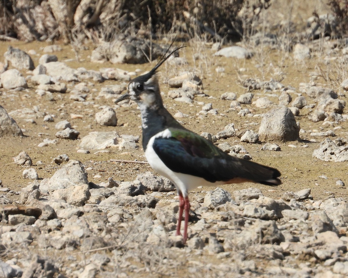 Northern Lapwing - ML539744391