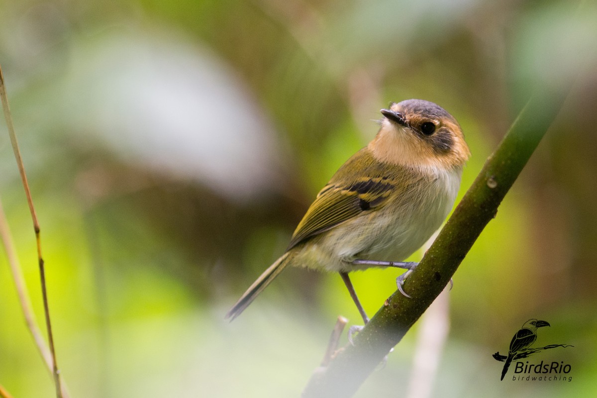 Ochre-faced Tody-Flycatcher - ML53974451