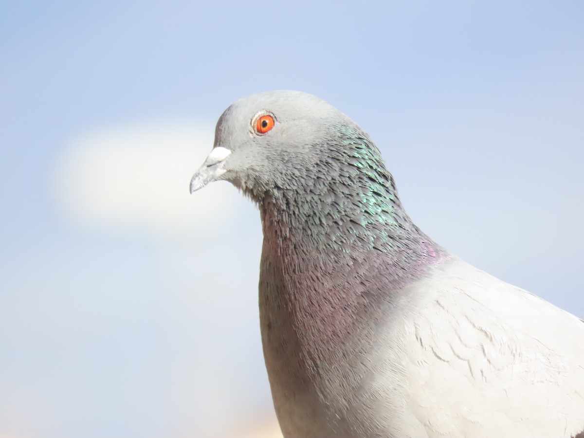 Rock Pigeon - ML539745891