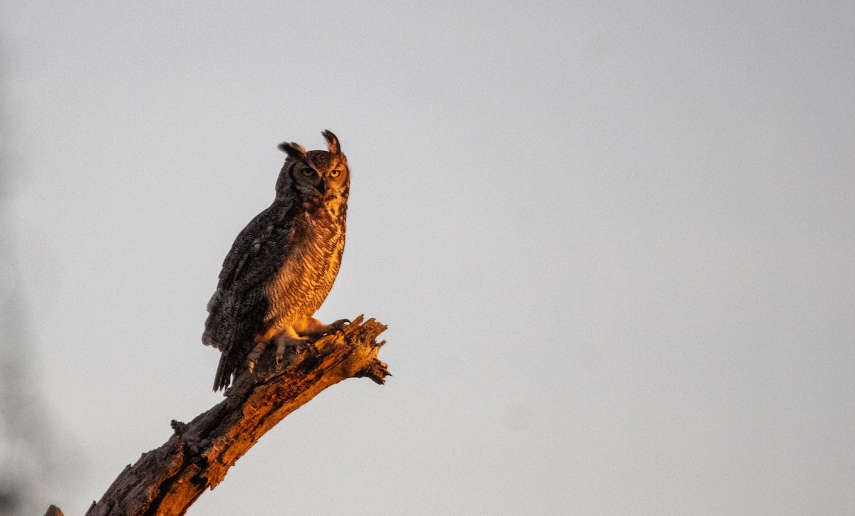 Great Horned Owl - ML539746461