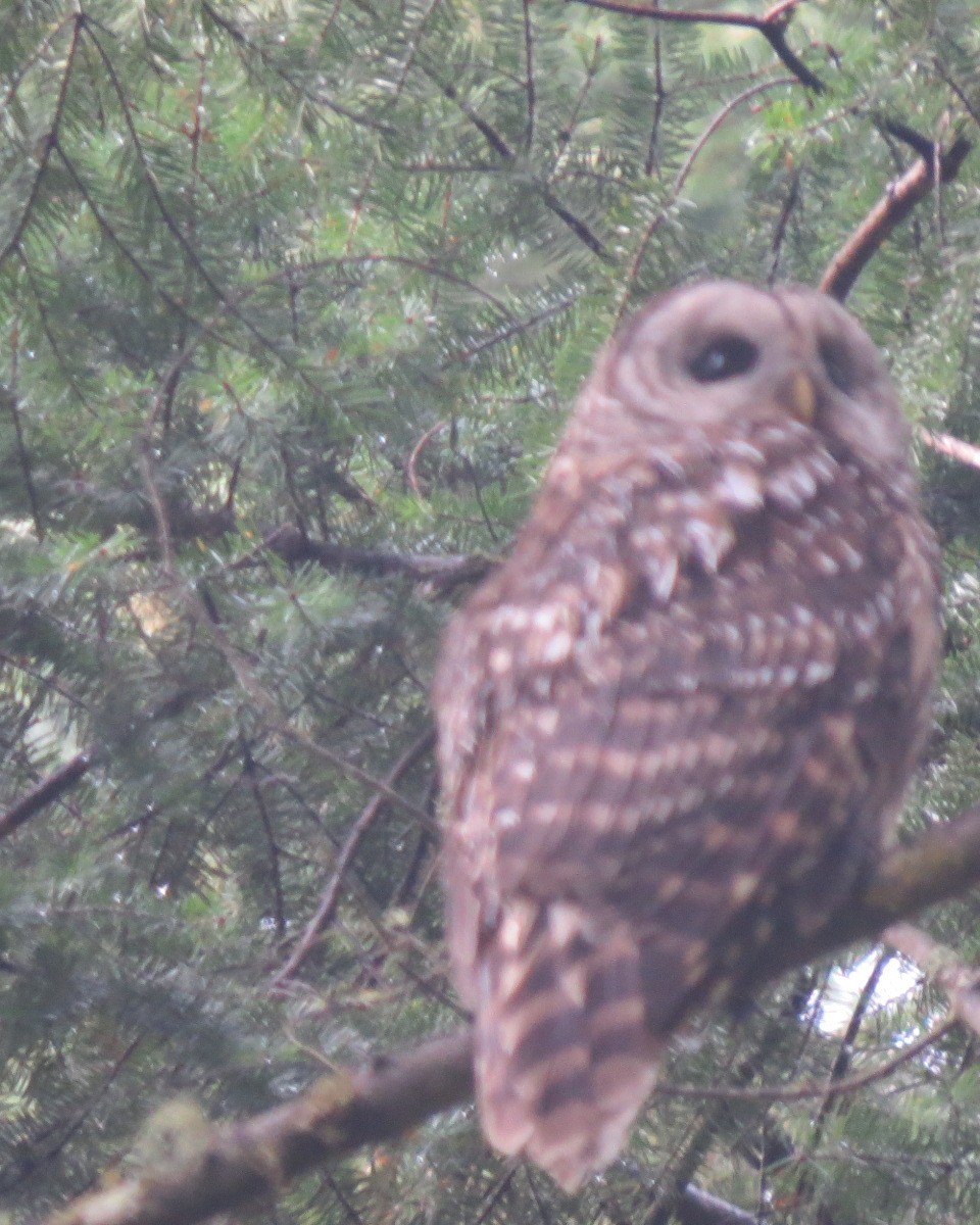 Barred Owl - ML53974671