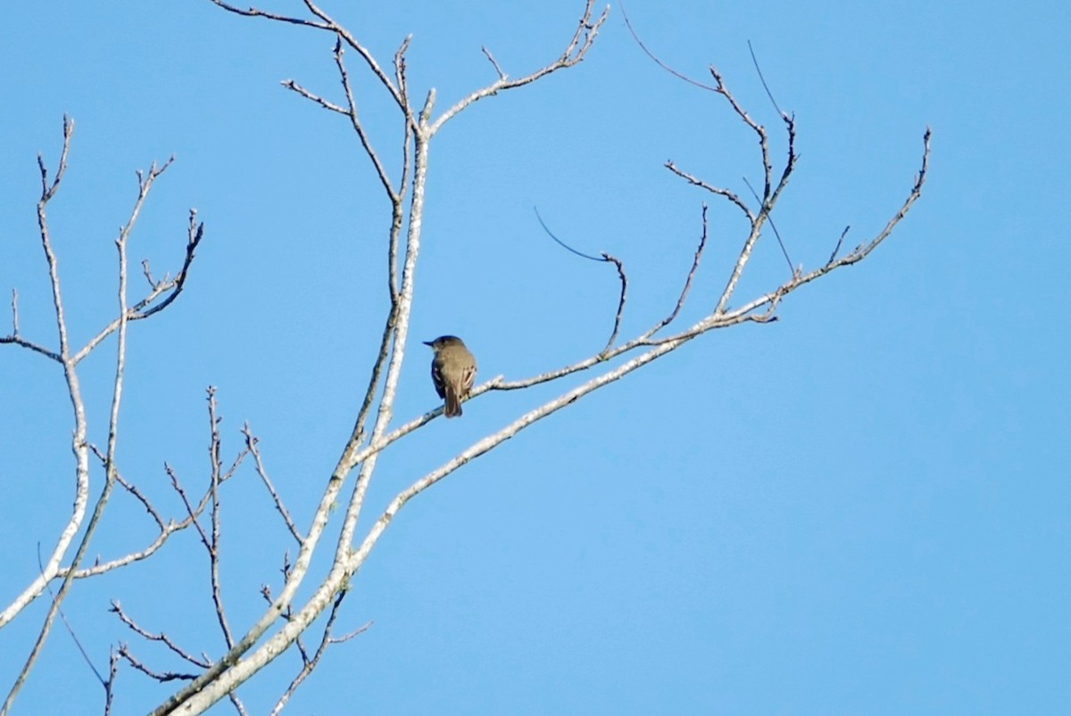 Eastern Phoebe - ML539747001