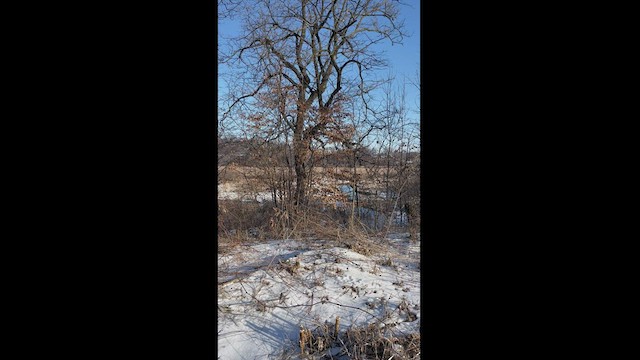 Red-shouldered Hawk - ML539747831