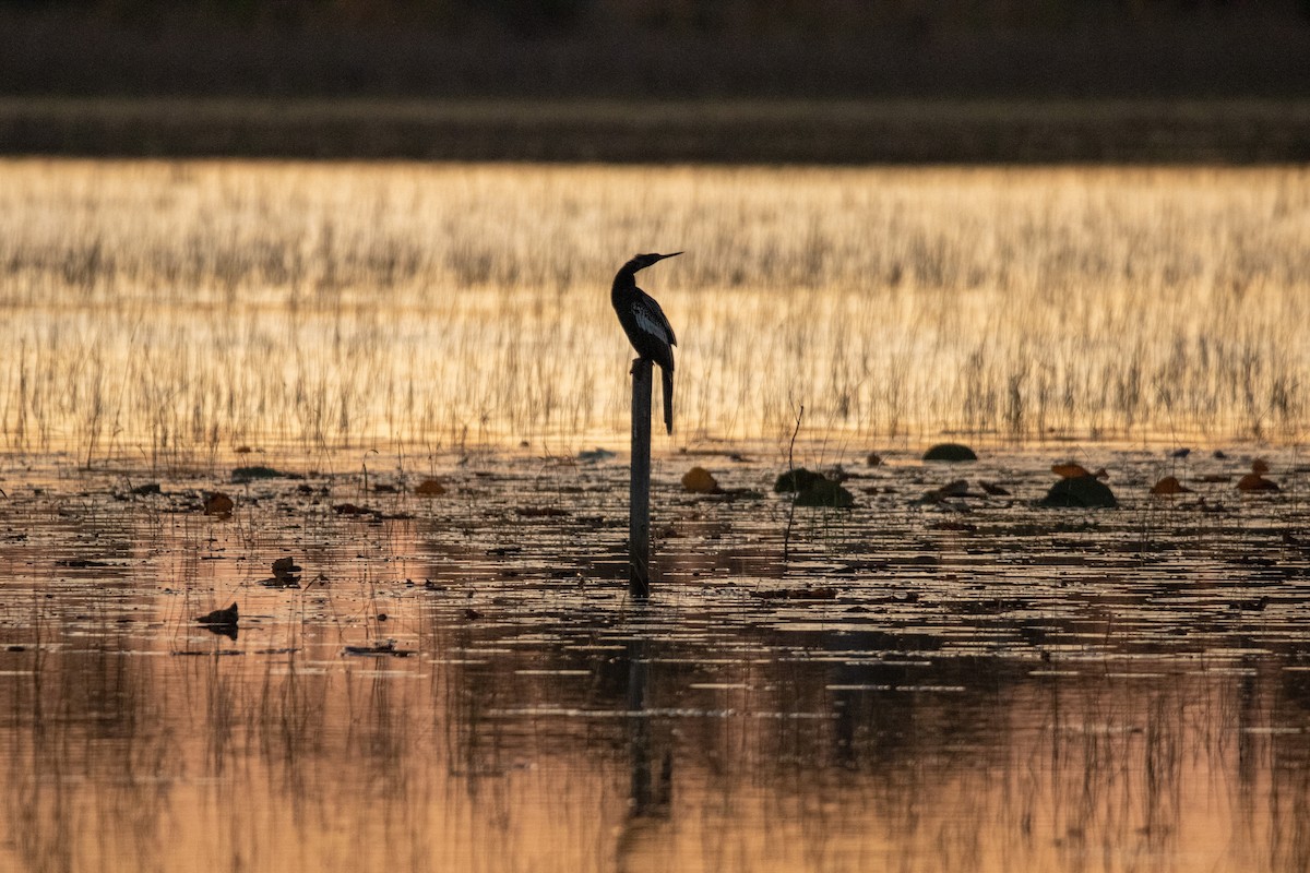 アメリカヘビウ - ML539747861