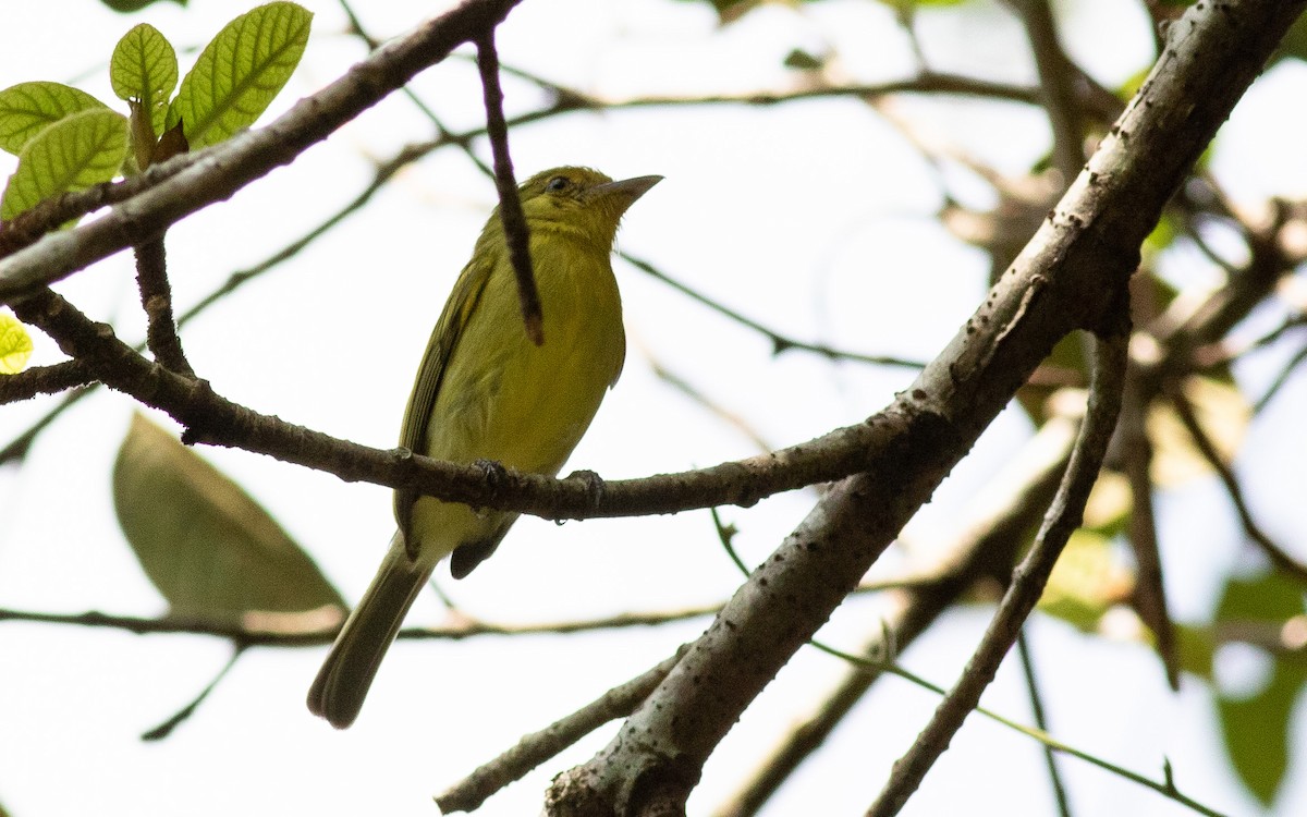 Tyranneau à poitrine jaune - ML539751281