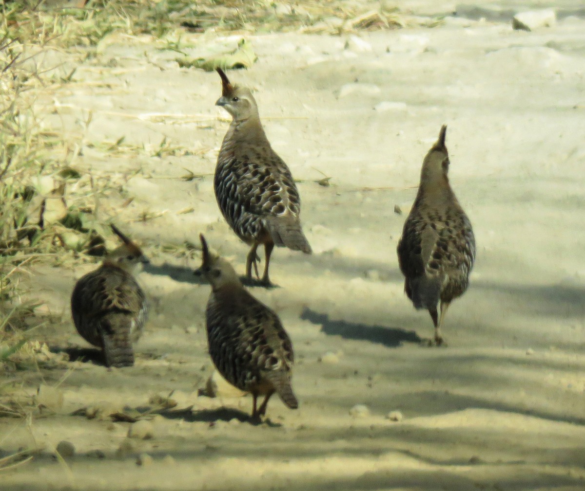 Banded Quail - ML539751851
