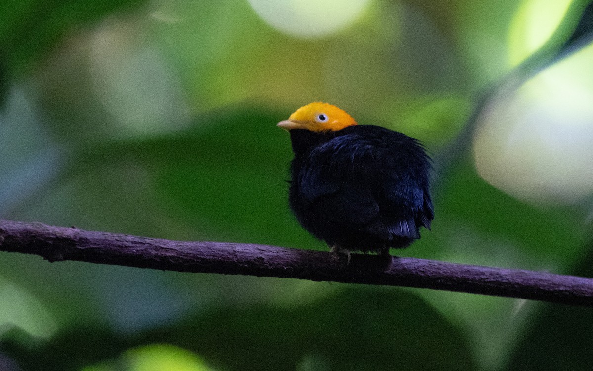 Golden-headed Manakin - ML539751901