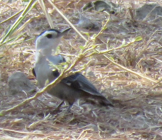 White-breasted Nuthatch - ML539752641