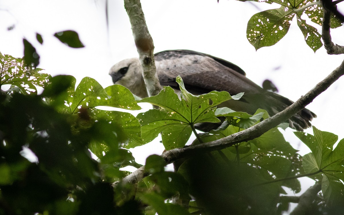 Crested Eagle - ML539752841