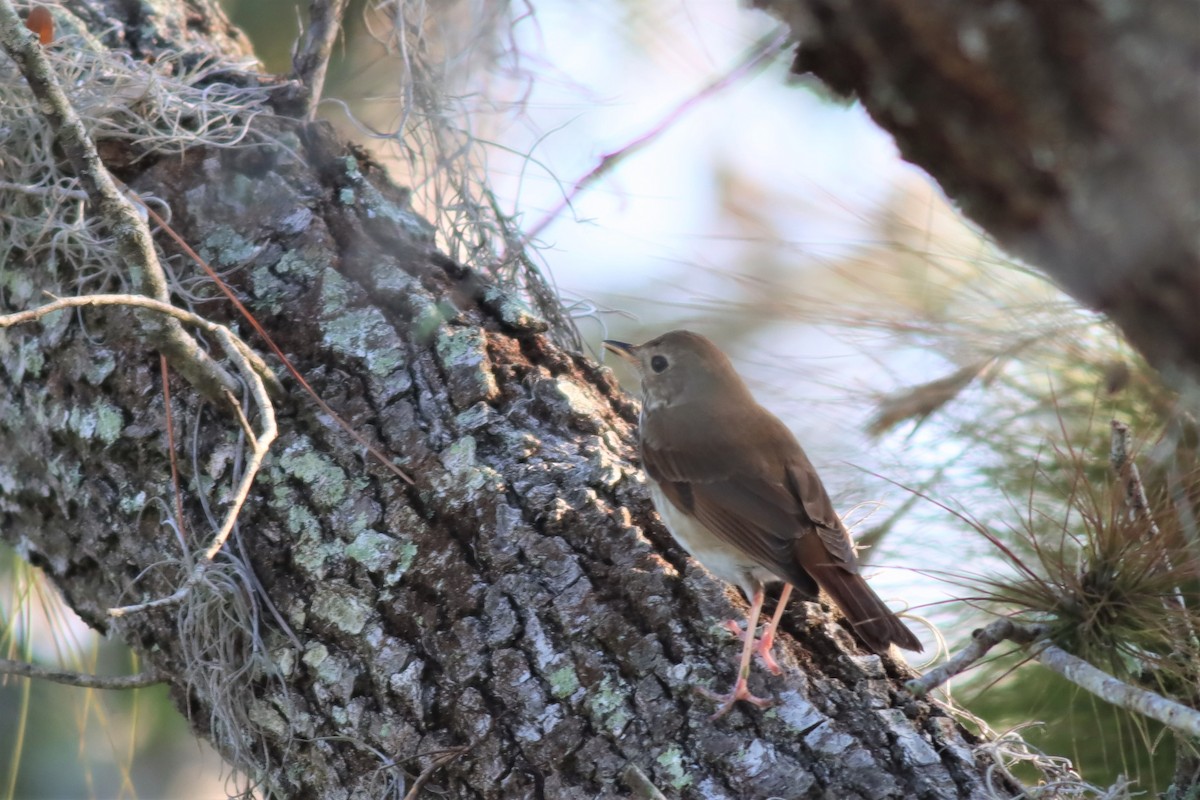 Hermit Thrush - ML539753051