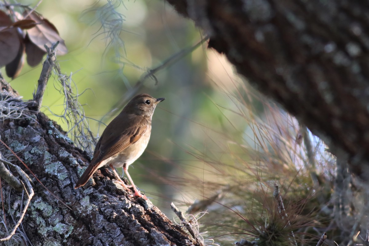 Hermit Thrush - ML539753061