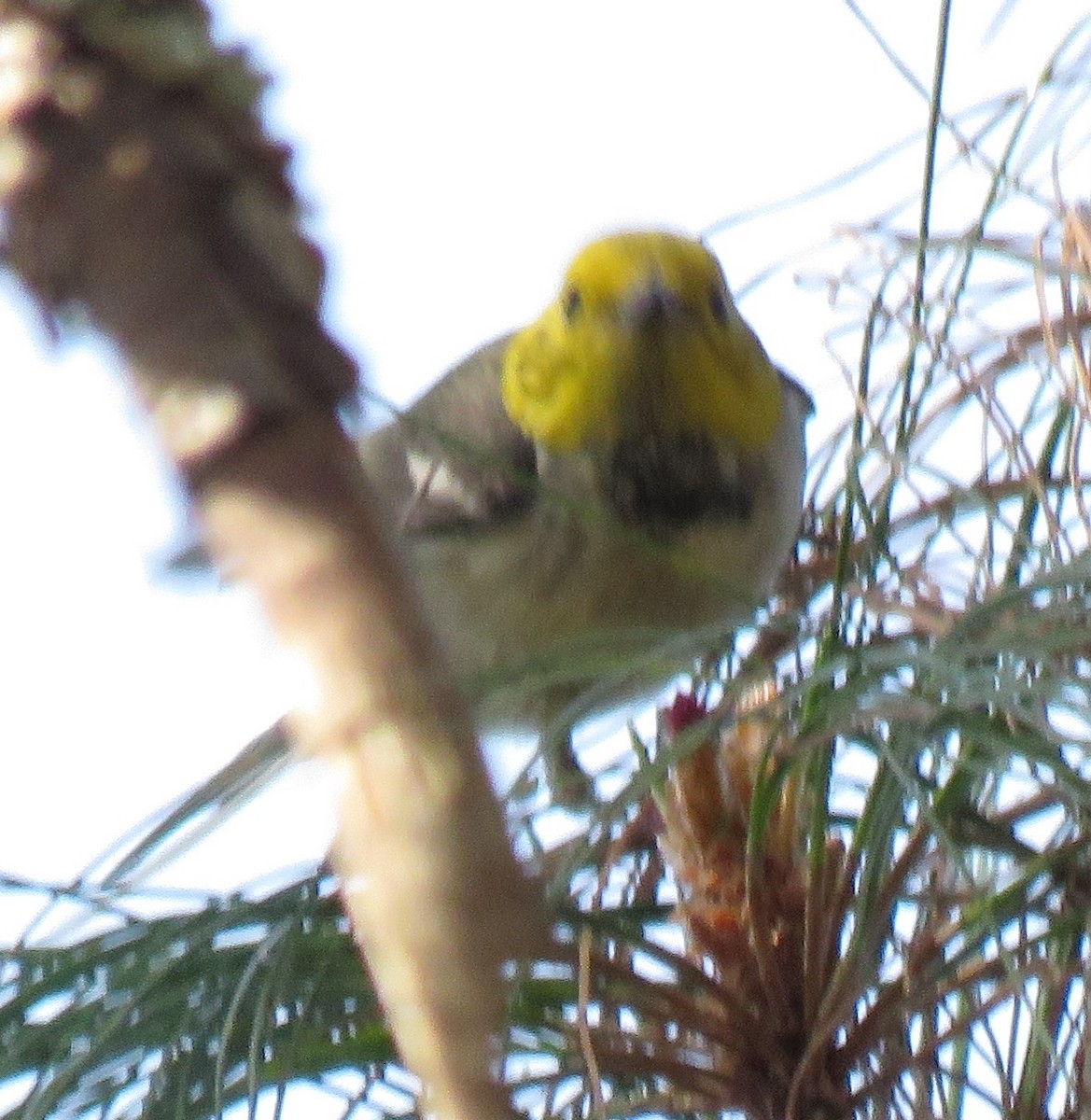 Hermit Warbler - ML539753181