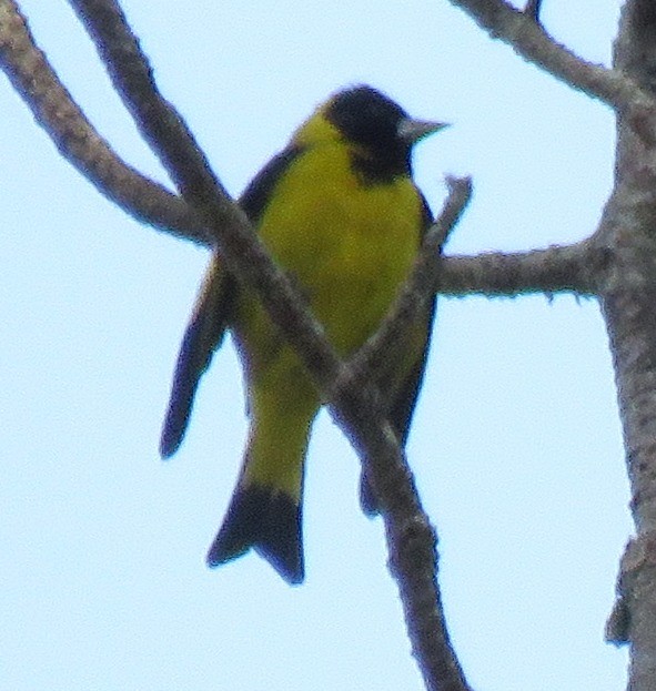 Black-headed Siskin - ML539753751