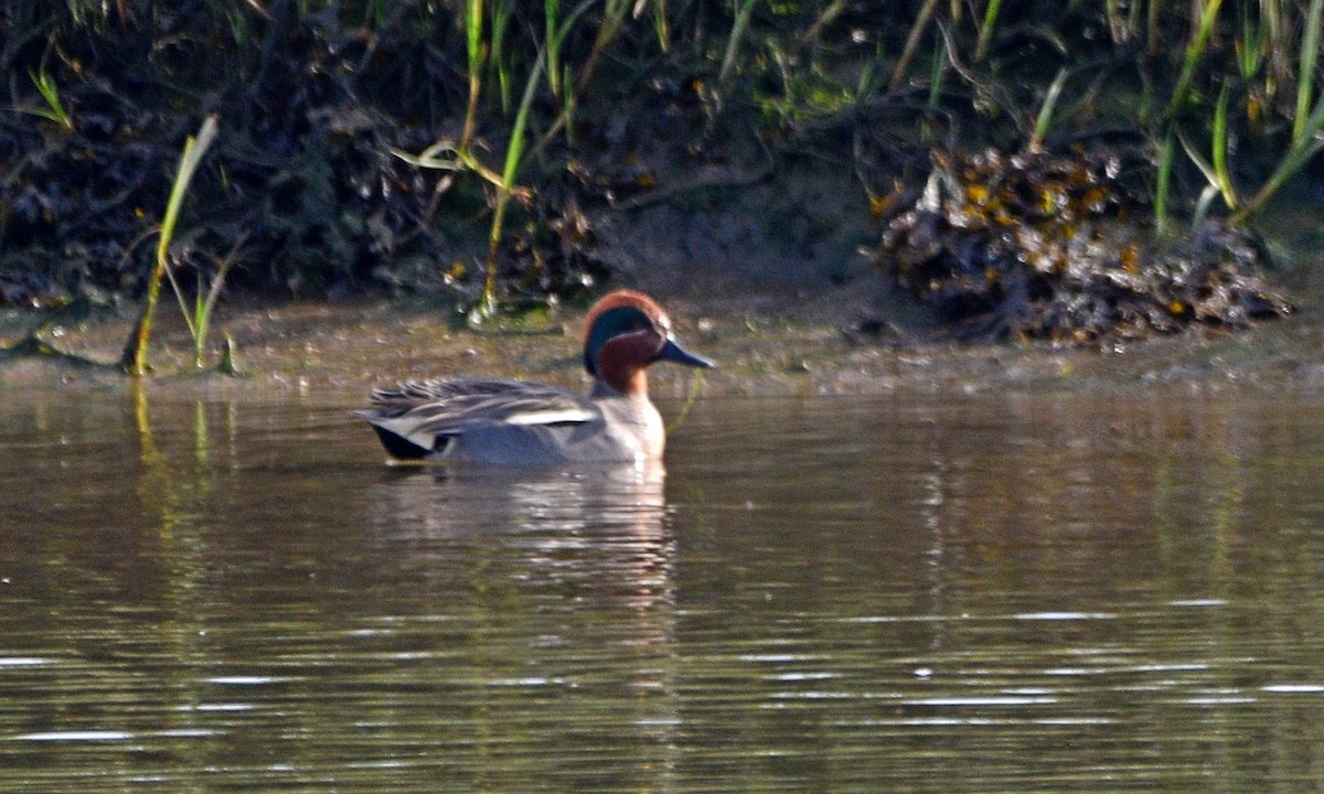 Green-winged Teal - ML539754381