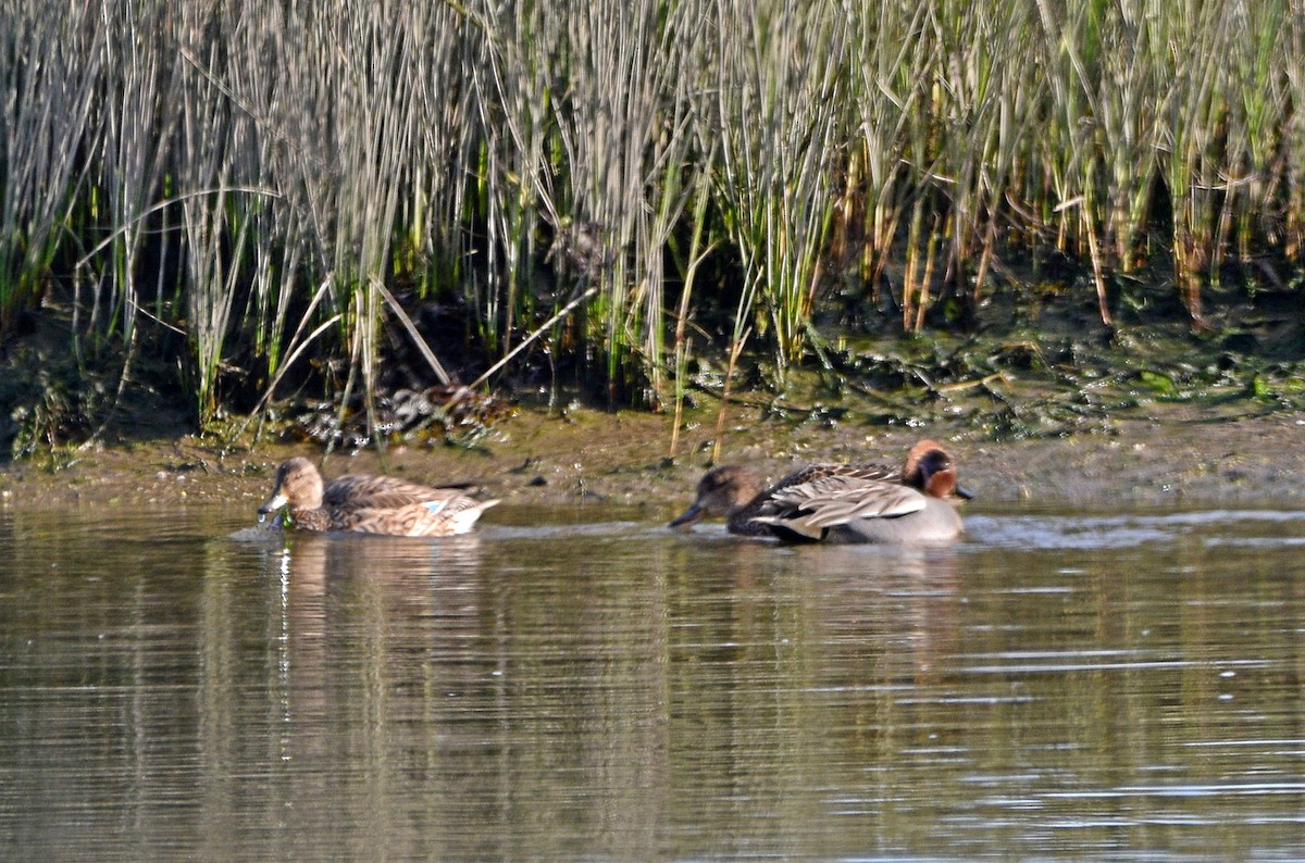 Green-winged Teal - ML539754411