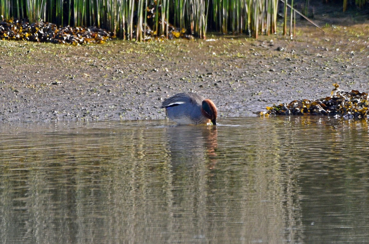 Green-winged Teal - ML539754441