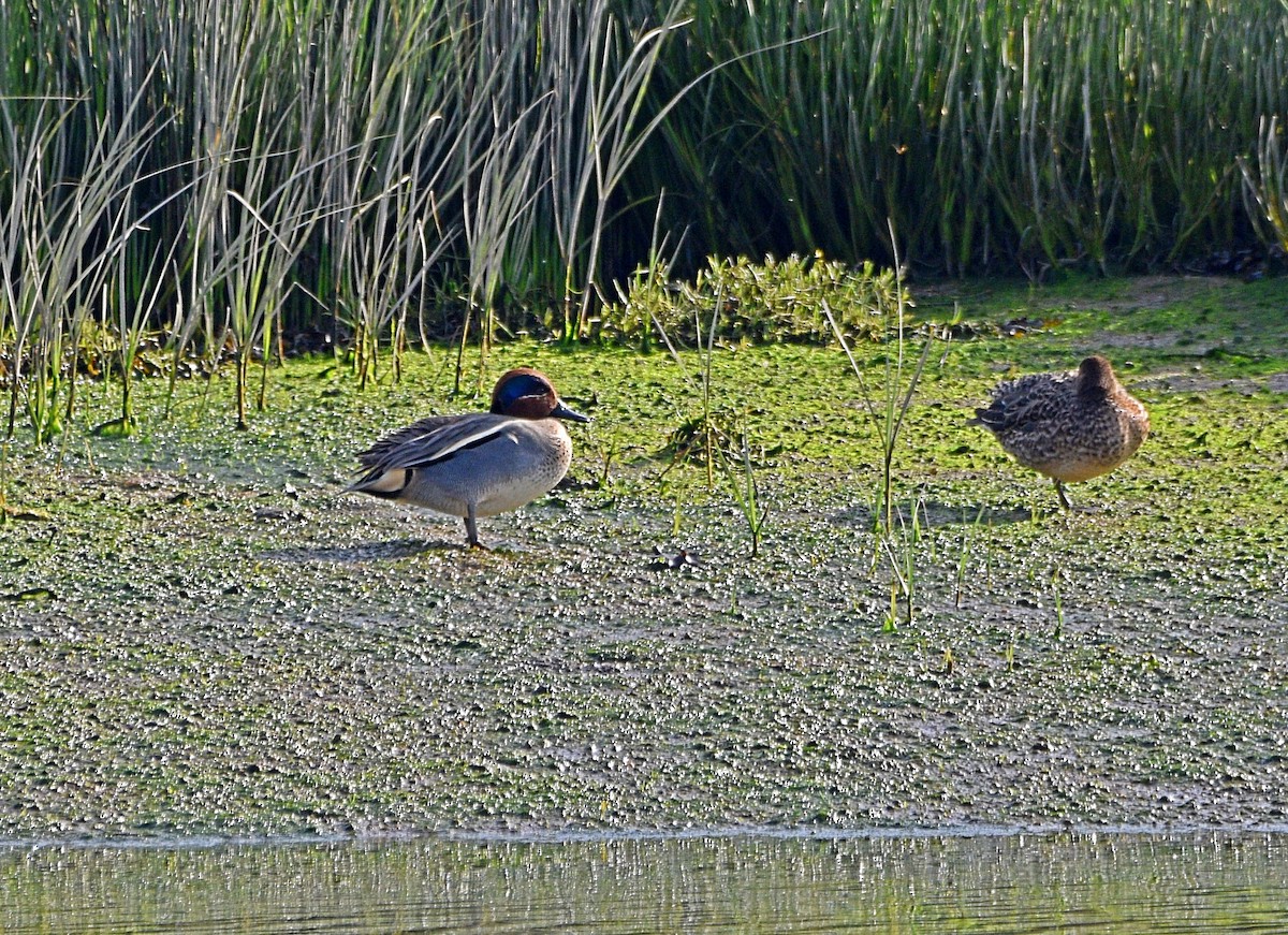 Green-winged Teal - ML539754481