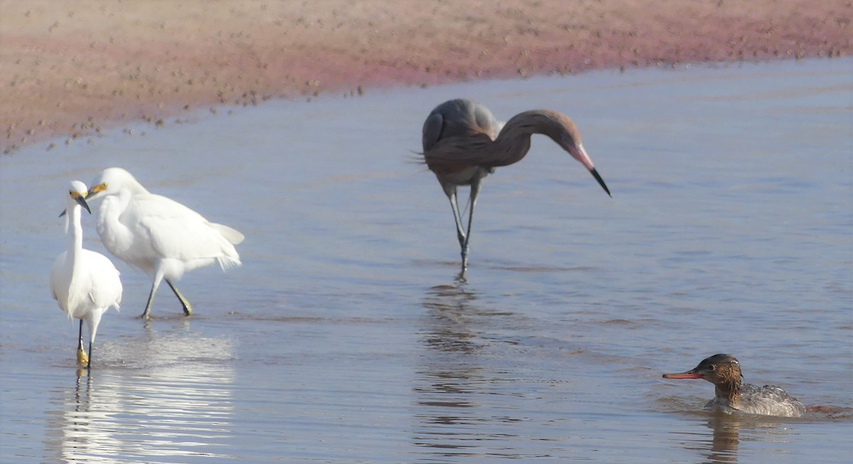 Red-breasted Merganser - ML539754661