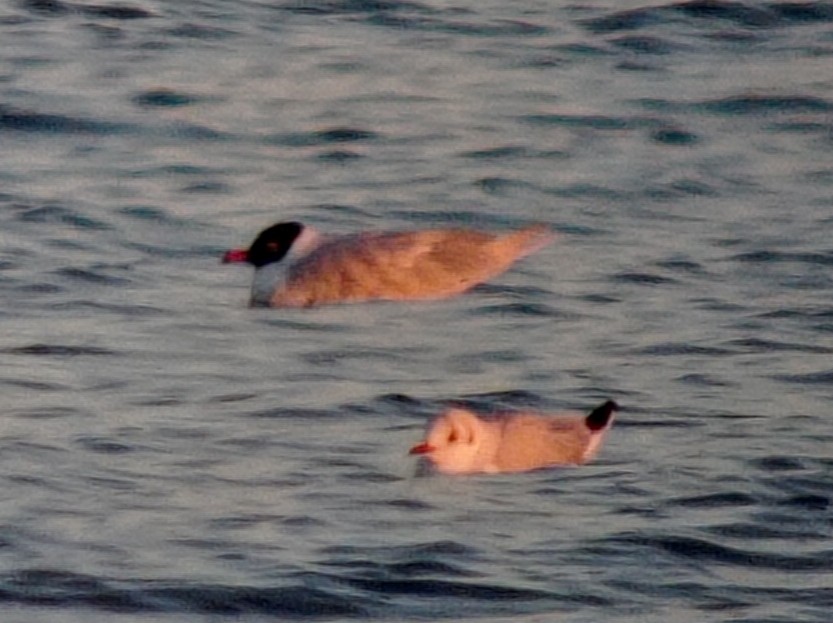 Gaviota Cabecinegra - ML539754801