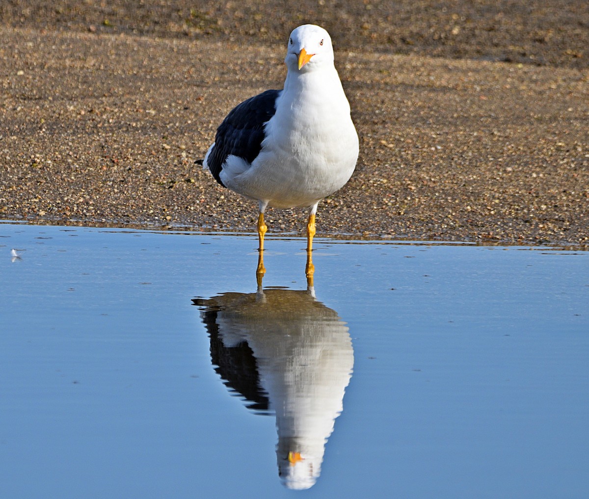 Lesser Black-backed Gull - ML539757341