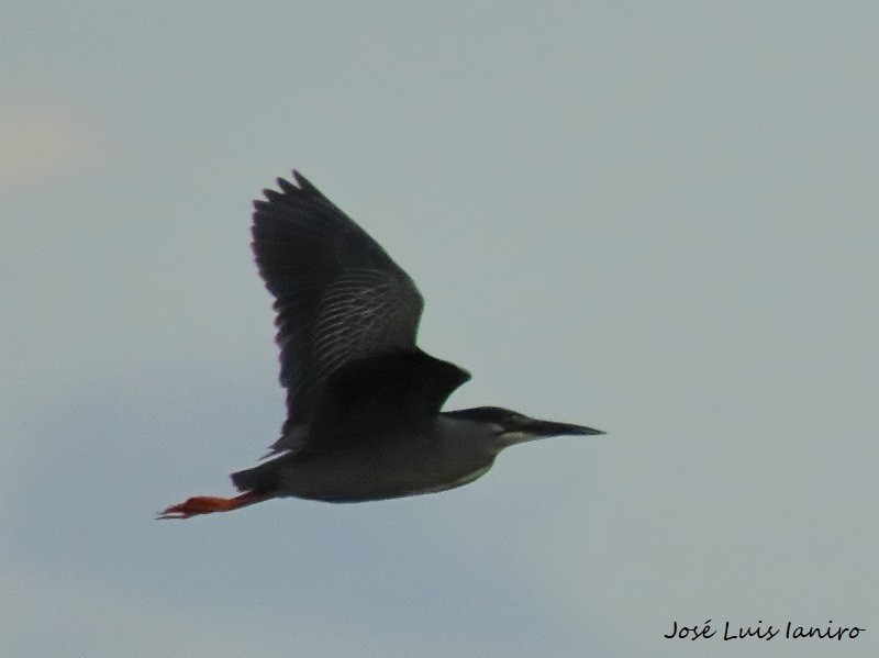 Striated Heron - ML539758401