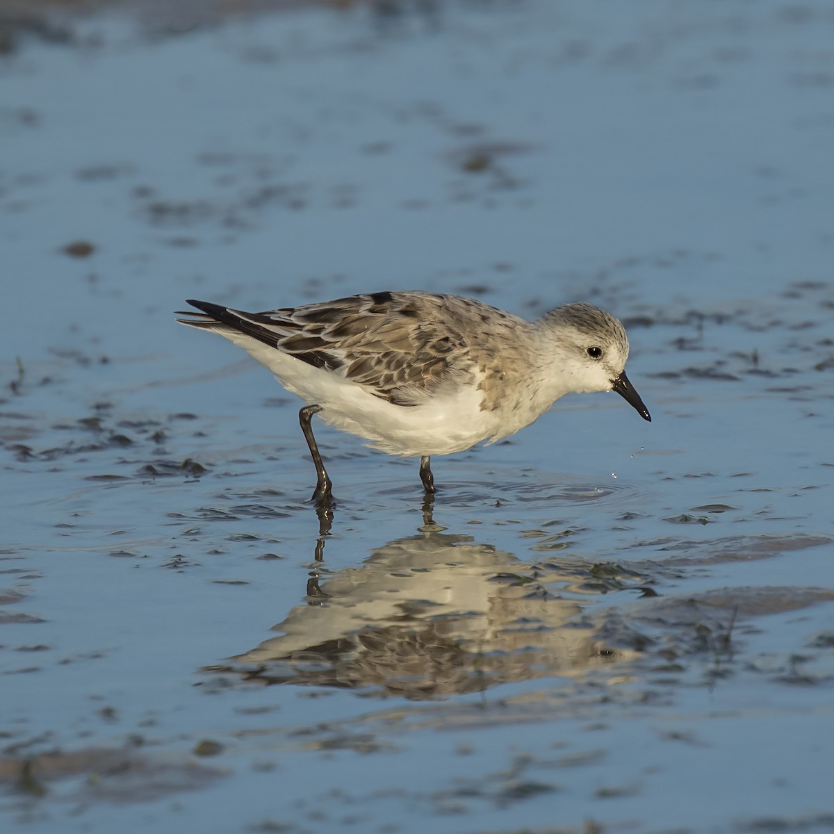 Semipalmated Sandpiper - ML53975971