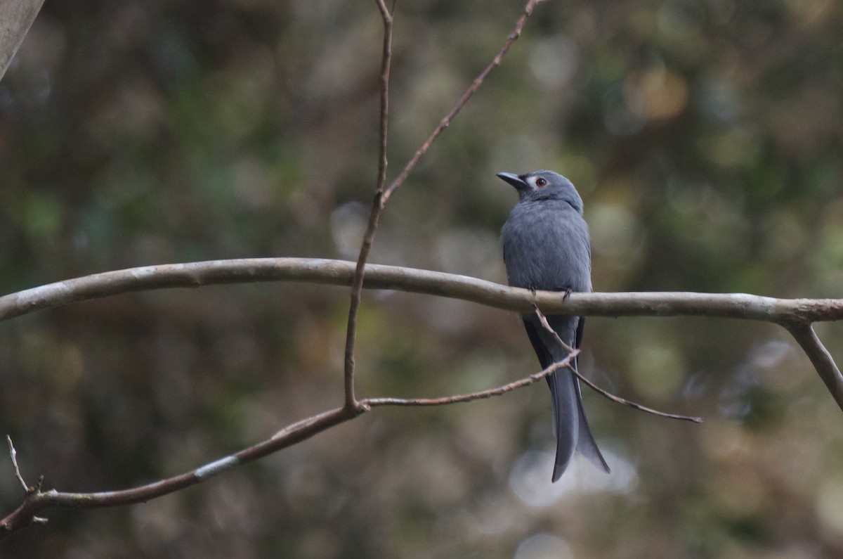 Graudrongo - ML539759781