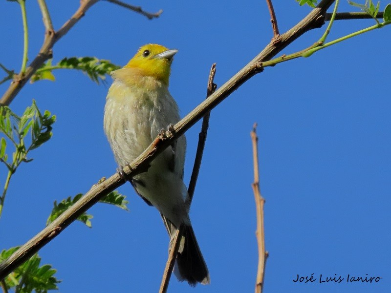 Orange-headed Tanager - José Luis Ianiro