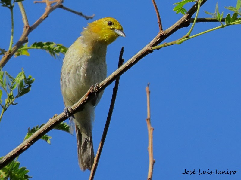 Orange-headed Tanager - José Luis Ianiro